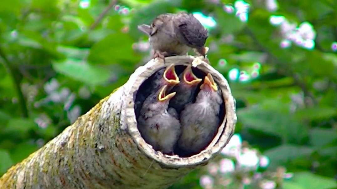 IECV NV #665 - 👀  Four Baby House Sparrows Enjoying There Food From Mother Sparrow 🐥🐥🐥🐥6_29-2018