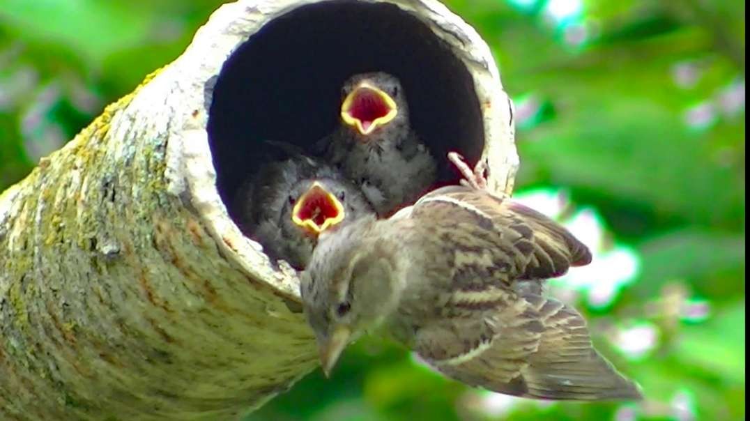 IECV NV #659 - 👀 Mother House Sparrow🐤 Feeding The Two Baby House Sparrows 🐥🐥6-28-2018