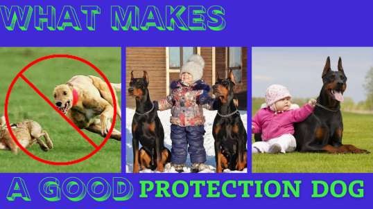 What Makes a Good Protection Dog