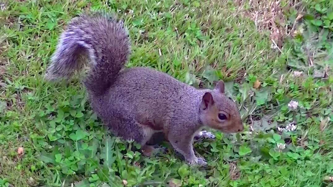 IECV NV #662 - 👀 Two Grey Squirrels One Eats Some Walnuts And Then Eats The Bread  lol 🐿️6-29-2018