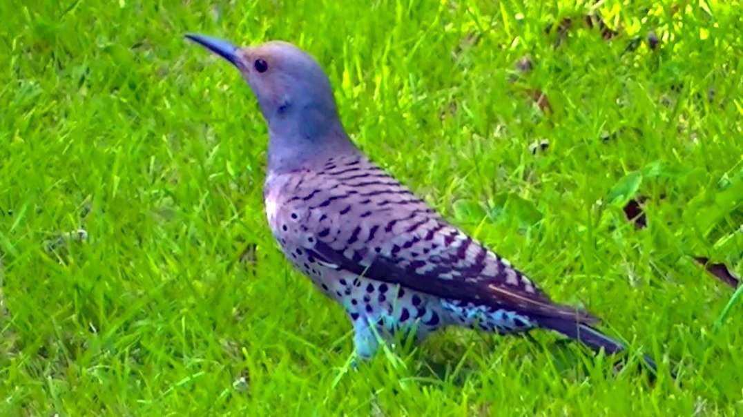 IECV NV #669 - 👀 Northern Flicker 🐦Looking For Food In The Backyard 7-6-2018