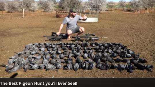 South African Rock Pigeon Pest Control Job...  Oblivious, Like Sheople Lining up for Clot-Shots