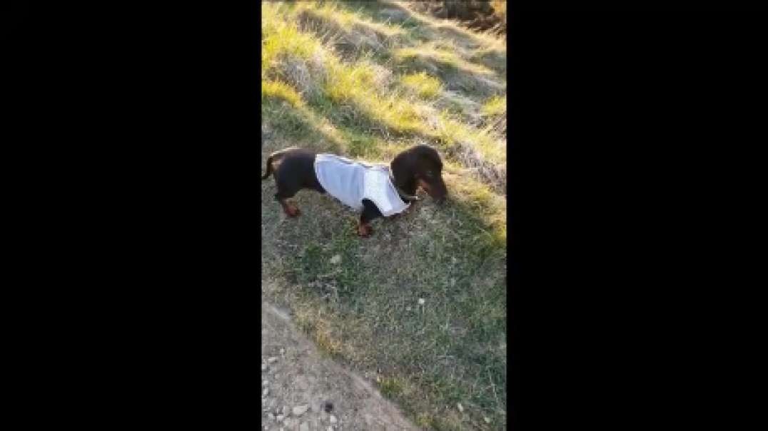 Sausage video