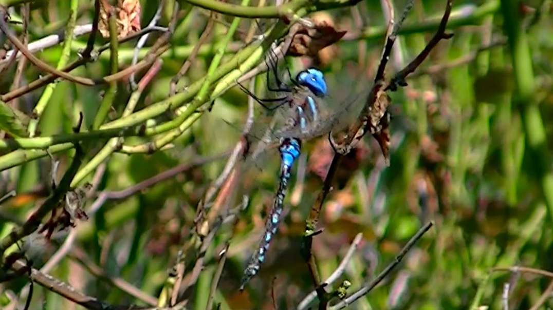 IECV NV #674 - 👀 Blue Dragonfly Flies Off From The Weeping Willow Tree 7-8-2018