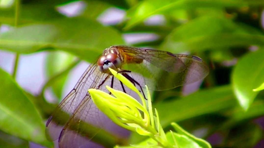 IECV NV #675 - 👀 Yellowish Dragonfly On The Bush In The Yard 7-9-2018