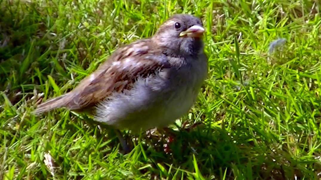 IECV NV #670  Baby House Sparrow Comes To The Window Looking For Food 7-6-2018