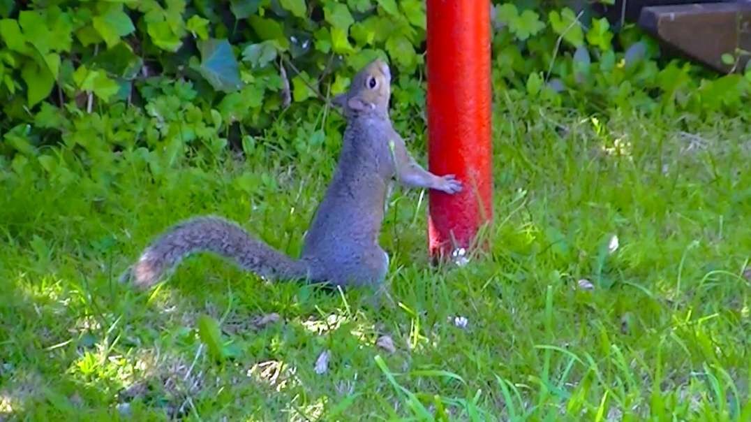 IECV NV #679 - 👀 Grey Squirrel Adventure In The Backyard 🐿️7-12-2018
