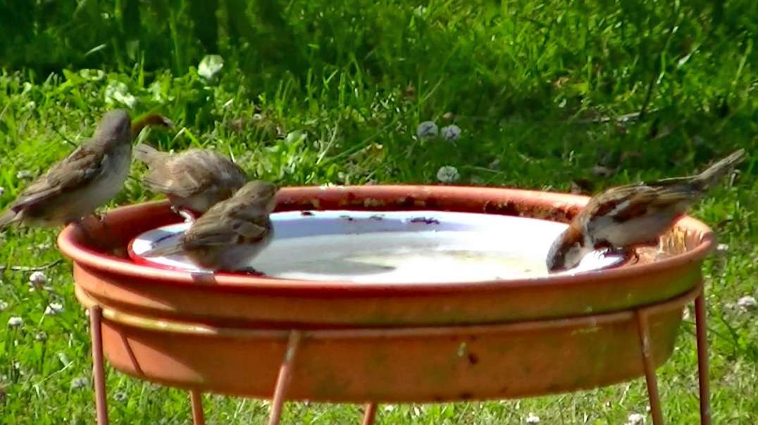 IECV NV #671 - 👀 Mom & Dad House Sparrow Taking The Babies Out For A Drink Of Water 7-6-2018