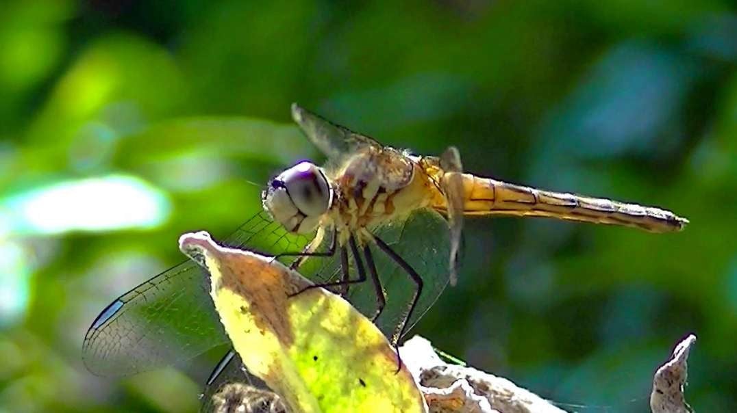 IECV NV #678 - 👀 Yellowish Dragonfly On A Dead Branch Nice Closeups 7-9-2018