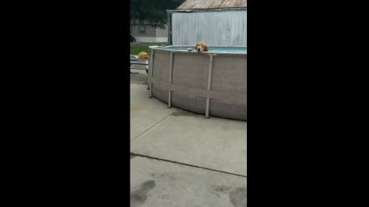The Dog that Refuses to get out of the swimming pool