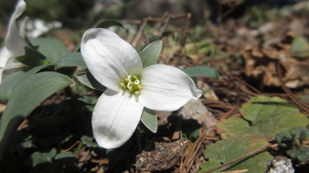 Rescued Woodland Wildflower Snow Trillium April 2023.mp4