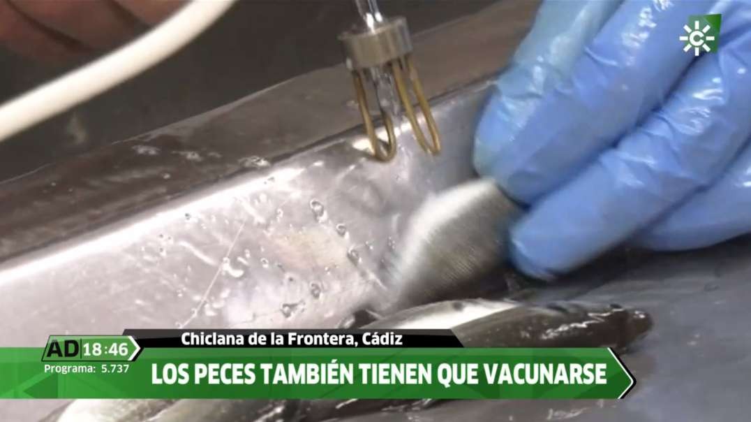 Los peces también tienen que vacunarse