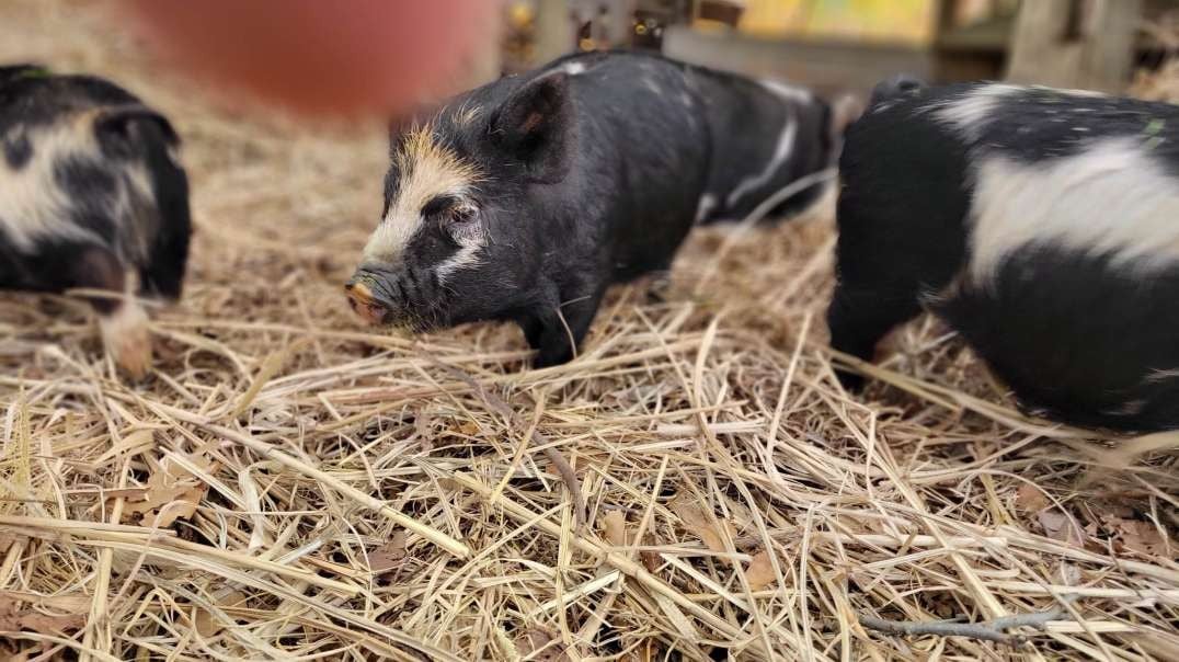 Piggies Get Extra Room For Piglet Races🐖🐗🐷❤️