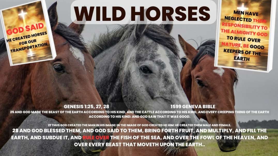 Pt 1 Wild Horses, Men Neglected Their Responsibility To The Horses w PG.mp4