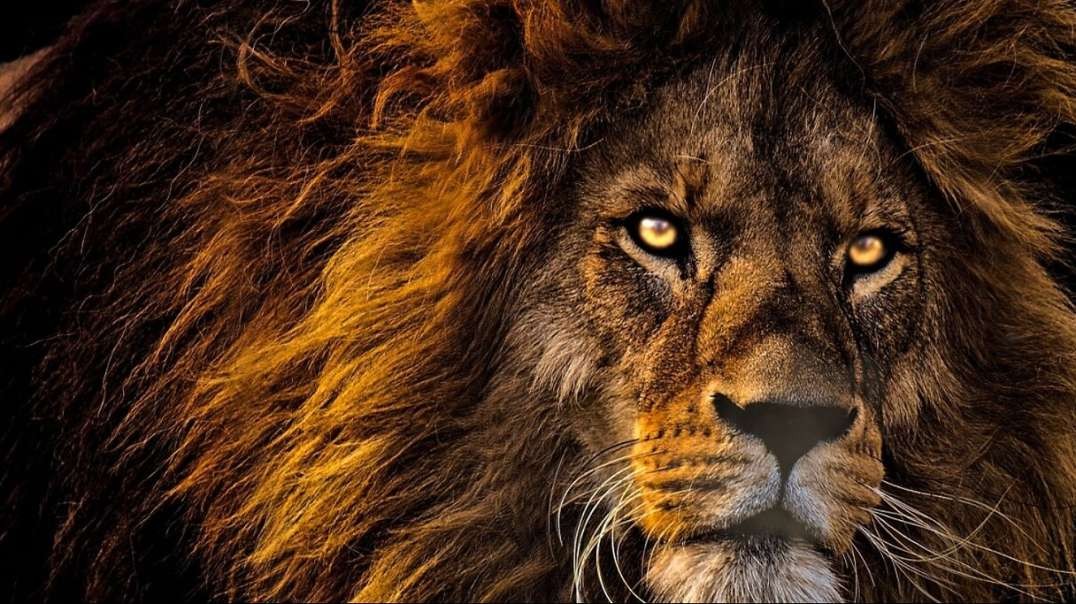 The Truth Is Like A Lion, Just Let It Loose & It Will Defend Itself...