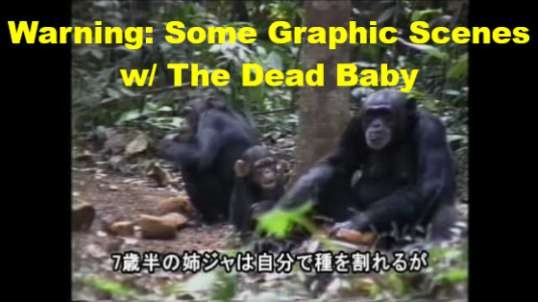 Mom Chimp Carries Dead Baby Around For a Month Documentary on Chimpanzee Behavior