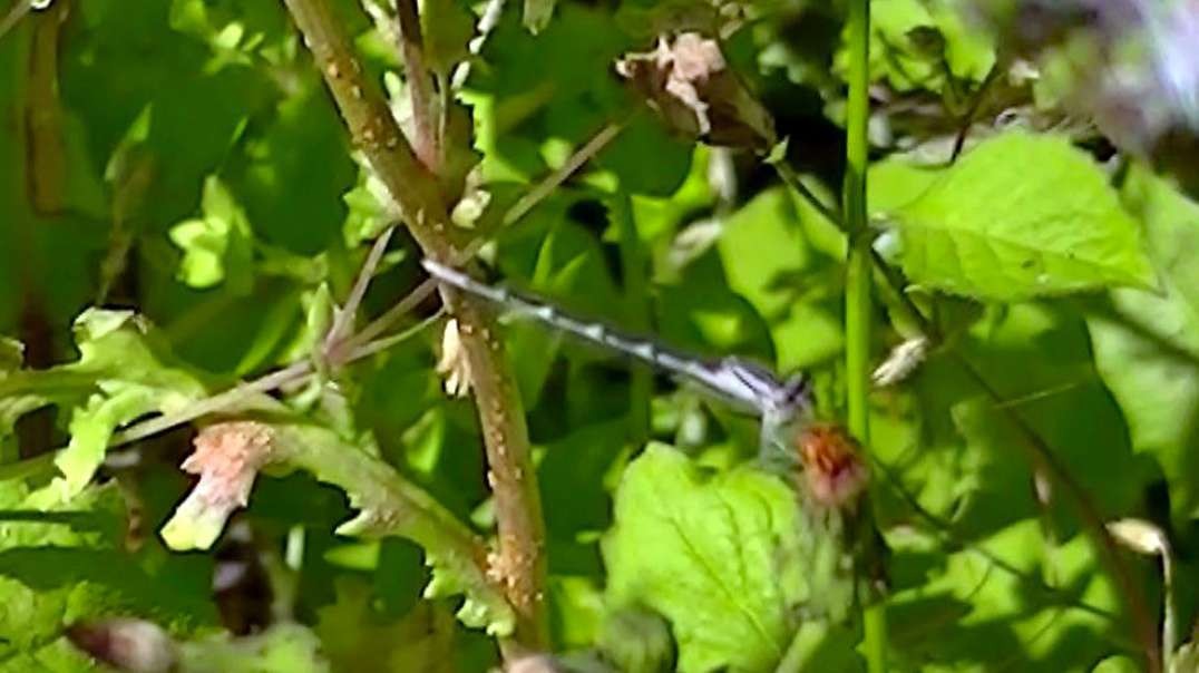 IECV NV #683 - 👀 Grey And Black Little Dragonfly 7-12-2018