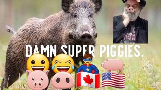 Wild Canadian Pigs Causing Problems.  😀😂🦸‍♂️🐖🐷🐽🇨🇦🇺🇲