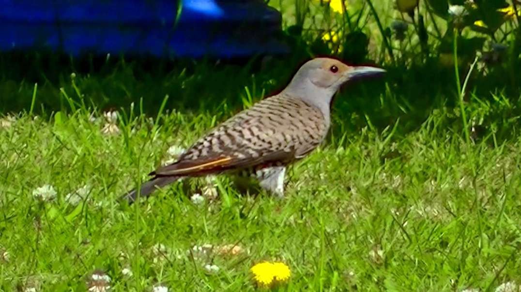 IECV NV #684 - 👀 Northern Flicker 🐦 Gets Mad And Bites At A House Sparrow 🐥7-12-2018