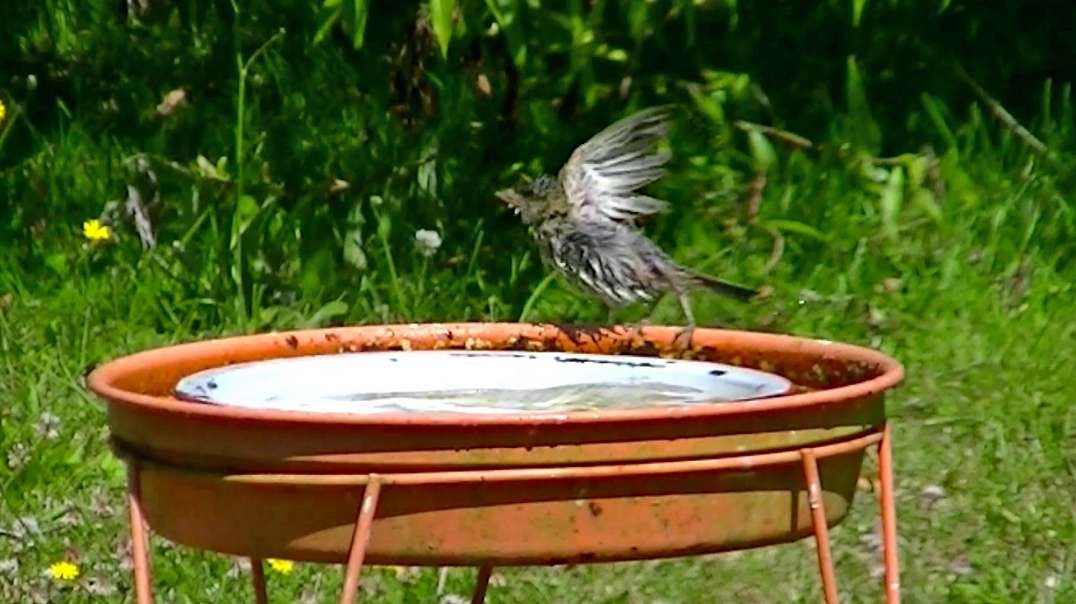 IECV NV #680 - 👀 Young House Sparrows Taking There Bathes With Clippie Music 🐤🐤🐤🐤🐤7-12-2018