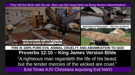 They Kill the Birds with 5G etc, then use the Dead birds as flying drones (Abomination)