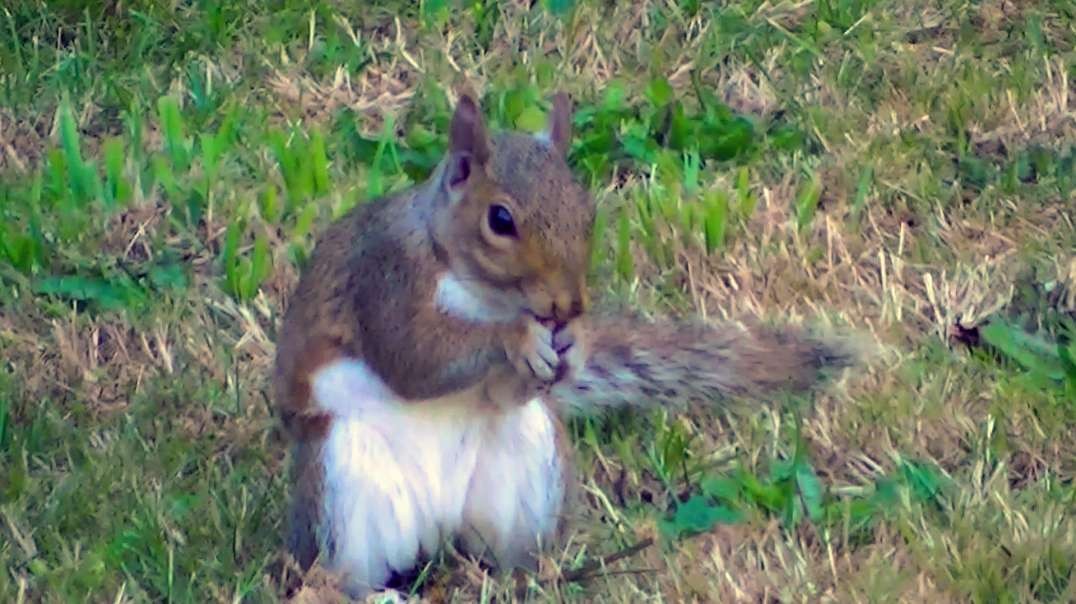 IECV NV #698 - 👀 Grey Squirrel Eating A Black Berry Or A Flower 🐿️7-23-2018
