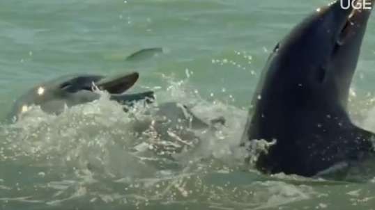 Dolphins trick fish to the slaughter with a mud-screen
