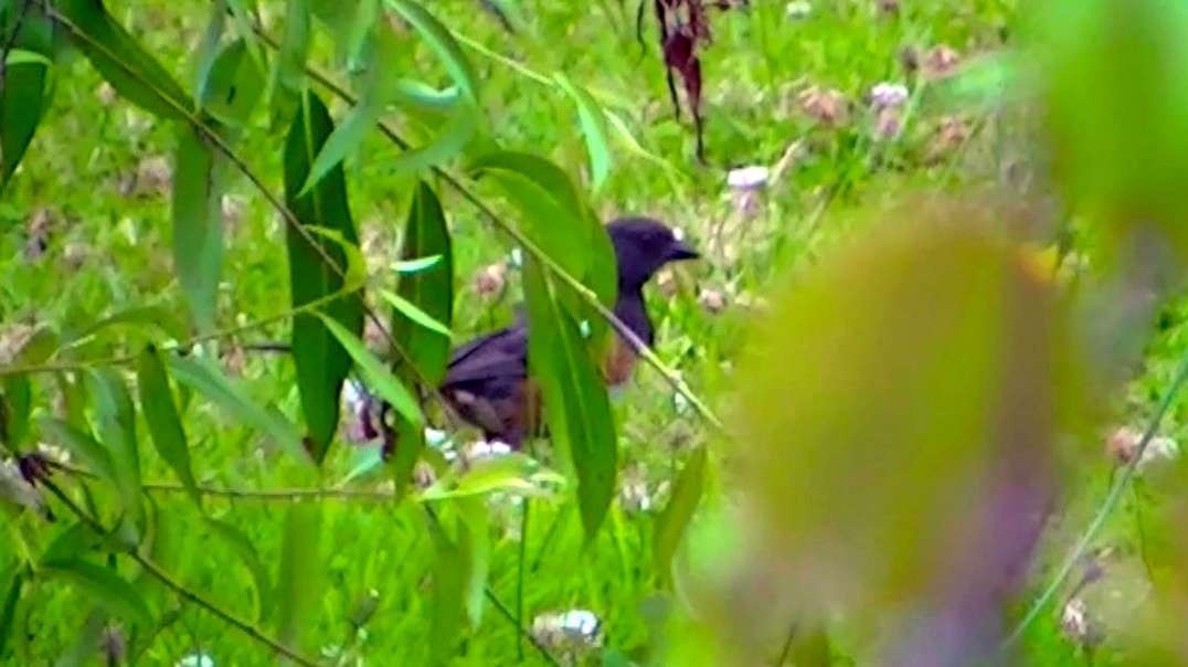 IECV NV #691 - 👀 Spotted Towhee Out In The Backyard 🐦7-19-2018