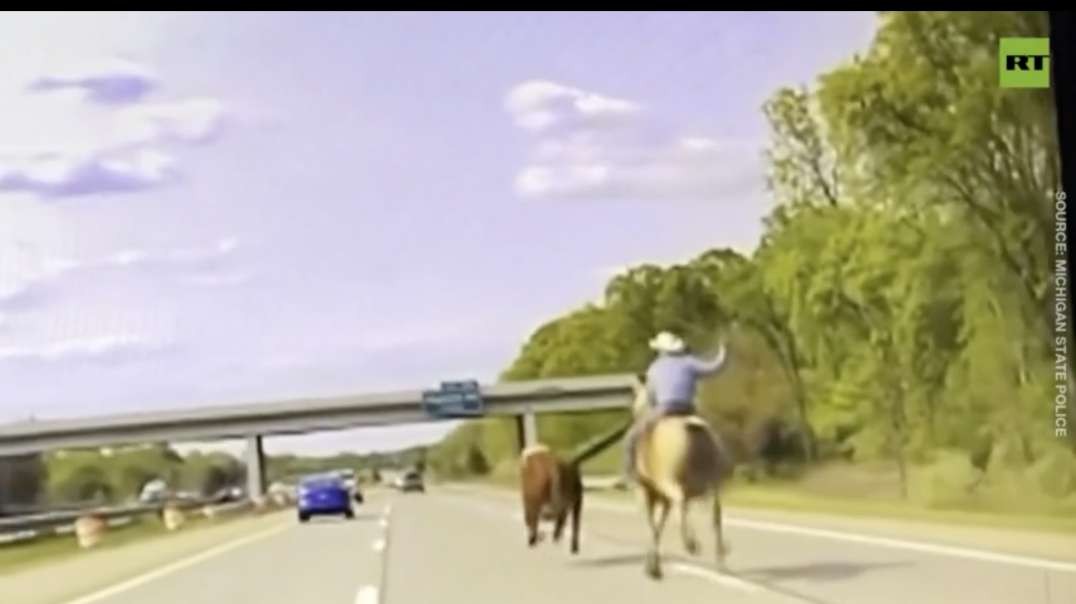 No Psy Ops Here. Cowboy lassoes runaway steer right in the middle of highway, Detroit