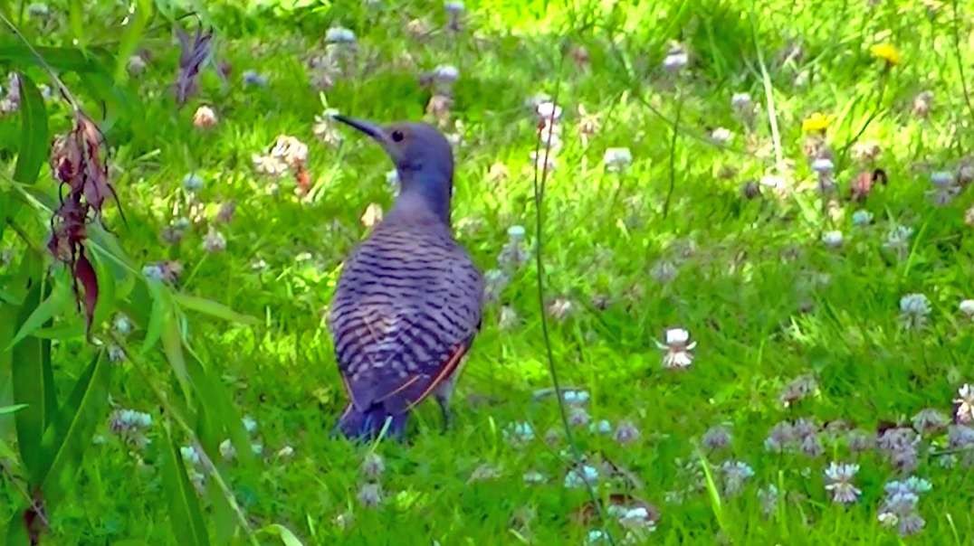 IECV NV #690 - 👀 Northern Flicker In The Backyard Looking For Ant's 🐦7-18-2018