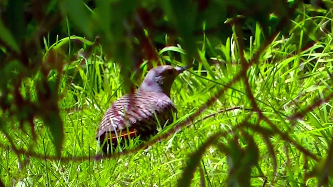 IECV NV #689 - 👀 Northern Flicker Looking For Food In The Tall Grass 🐦7-18-2018