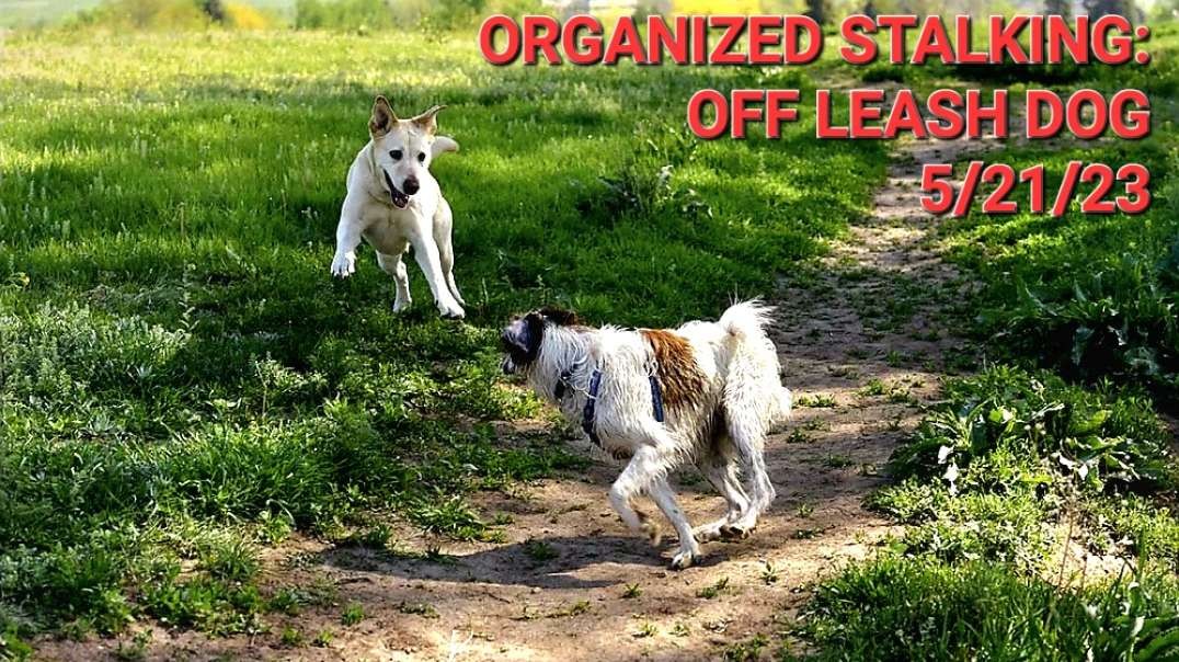 ORGANIZED STALKING: OFF LEASH DOG