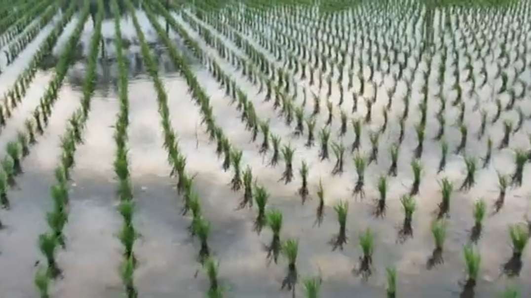 How Vietnam is trying to stop rice warming the planet