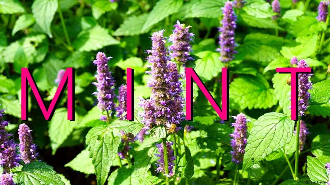 HOW TO GROW MINT