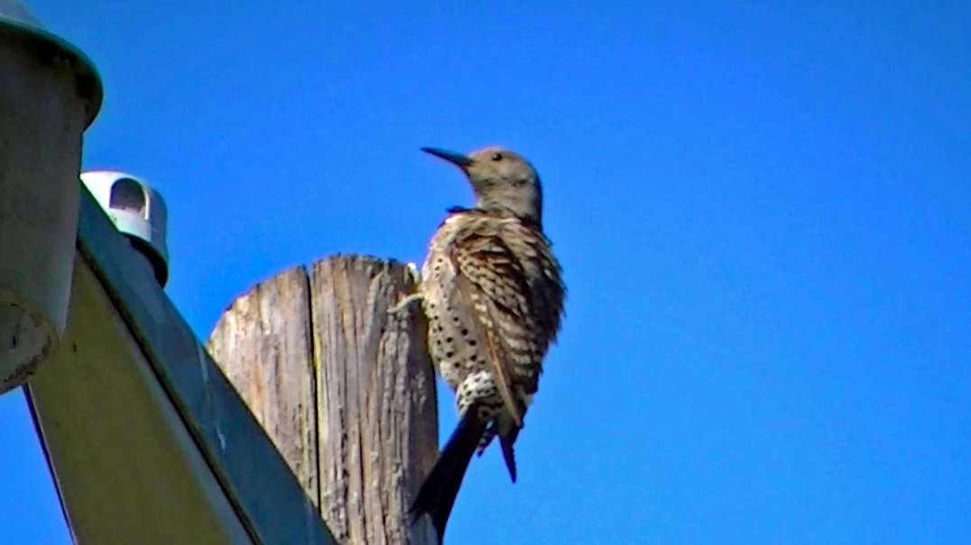 IECV NV #693 - 👀 Northern Flicker Hanging In There On The Light Pole 🐦7-20-2018