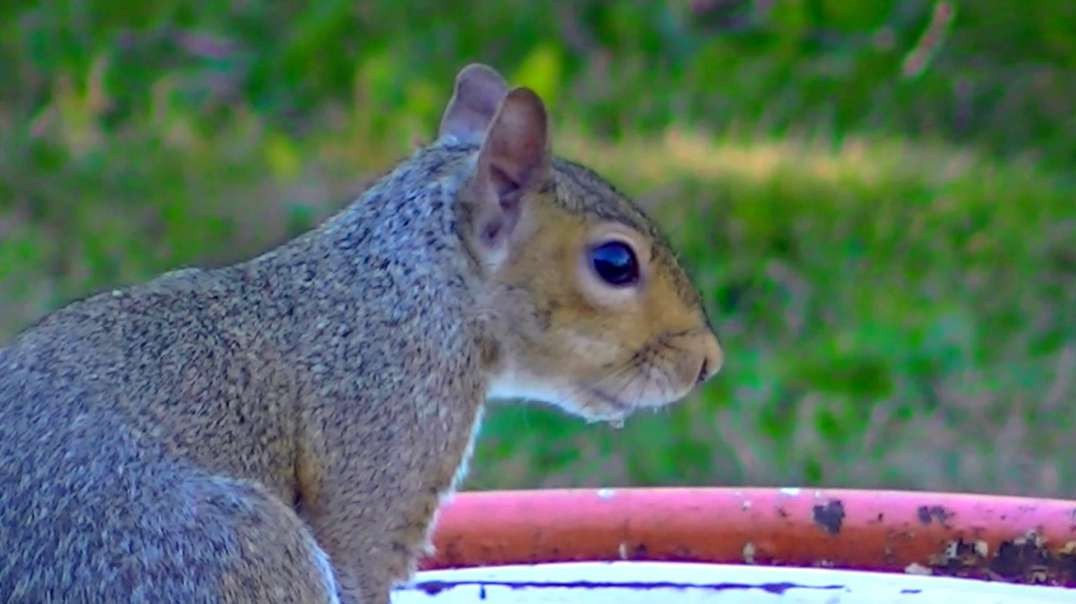 IECV NV #694 - 👀 Grey Squirrel Getting A Quick Drink Of Water 🐿️7-23-2018