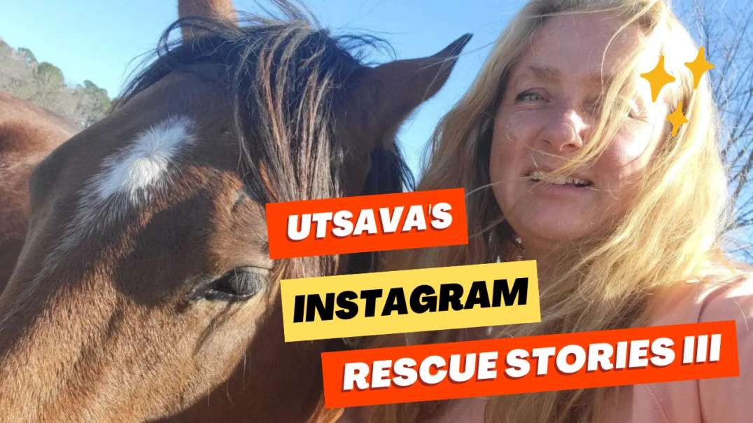 Utsava's Instagram Rescue Stories III