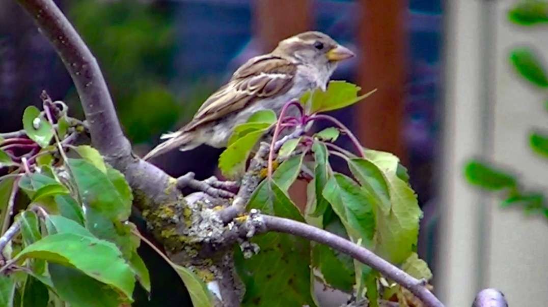 IECV NV #688 - 👀 House Sparrow On A Branch In The Weeping Cherry Tree 🐤7-19-2018