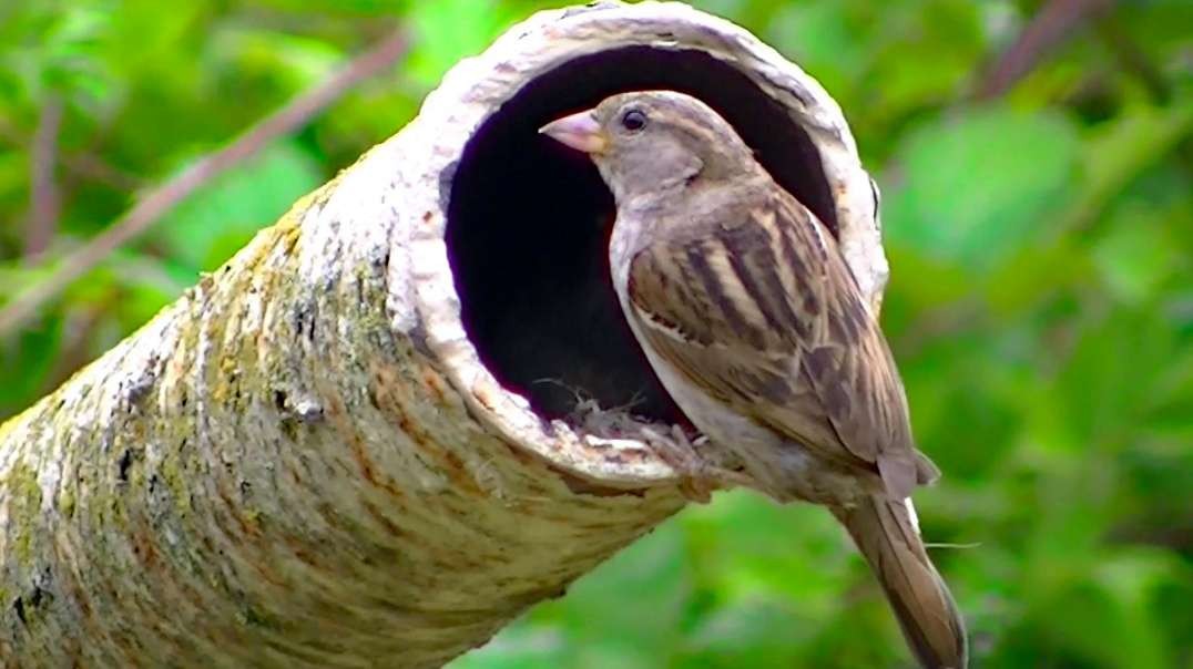 IECV NV #707 - 👀 Momma House Sparrow Feeding The Babies This Time 8-2-2018