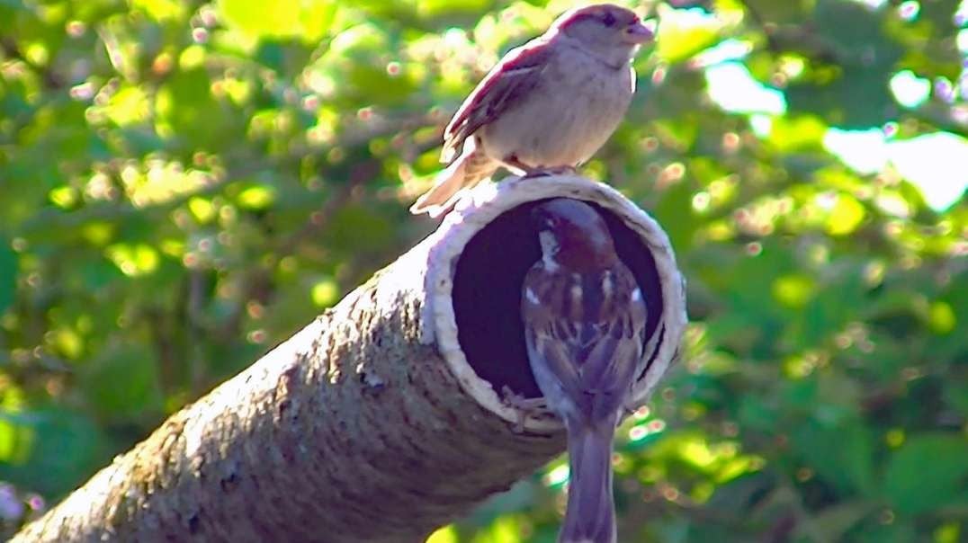 IECV NV #699 - 👀 Male House Sparrow Tells The Wife To Go Out Shopping 🐤🐤7-23-2018