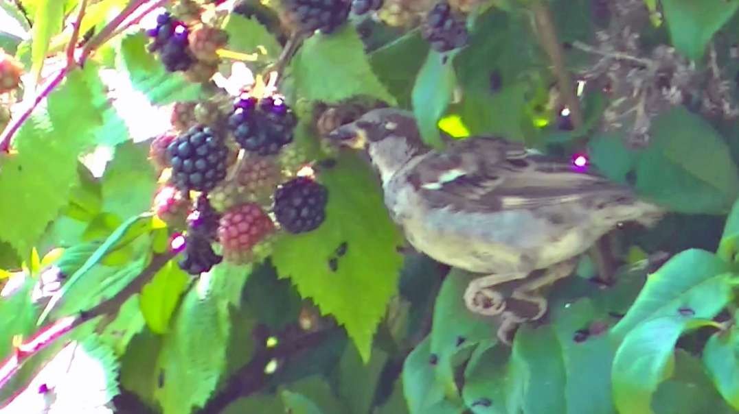 IECV NV #711 - 👀 Footage Of A House Sparrow Eating Blackberries In The Tree Bush 🐤 8-17-2018