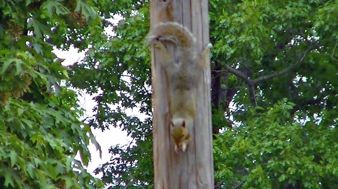IECV NV #708 - 👀 Grey Squirrel Hanging Upside Down On The Light Pole Eating A Nut 🐿️ 8-2-2018