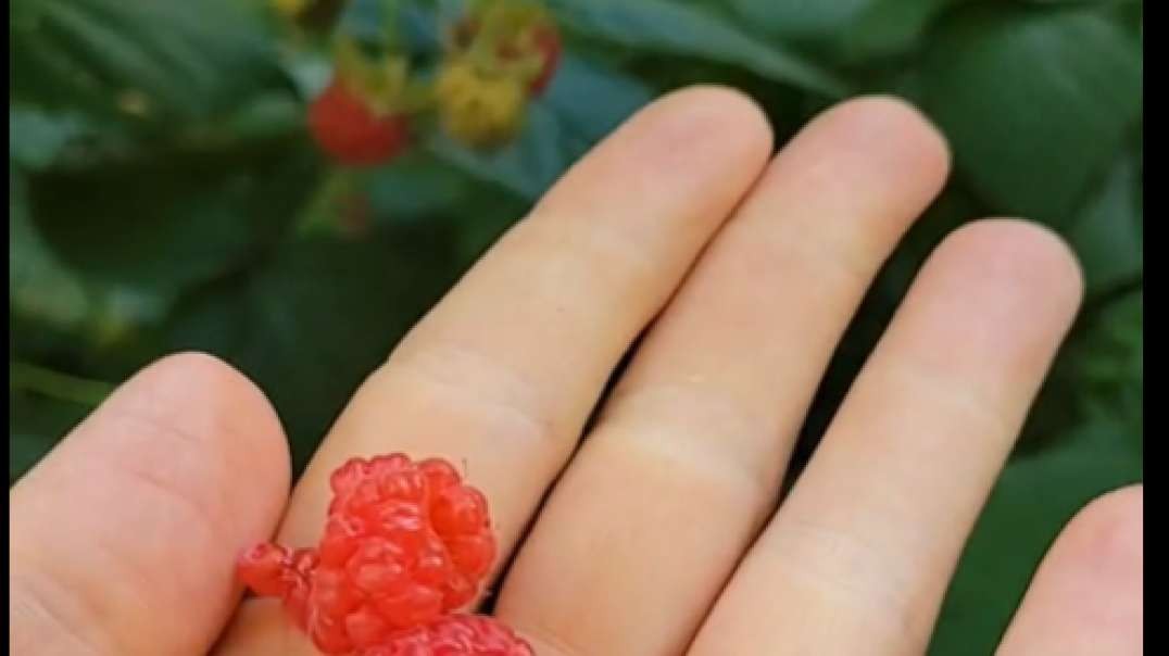 Happy Place in the Garden- Red Raspberries