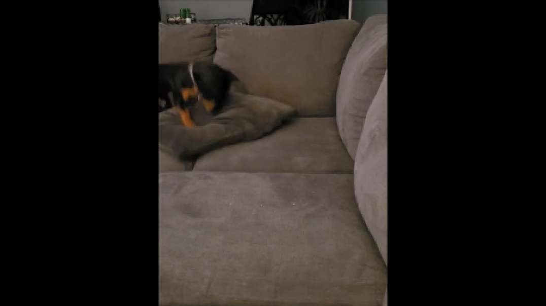 Sausage redeocrating furniture stuff.mp4