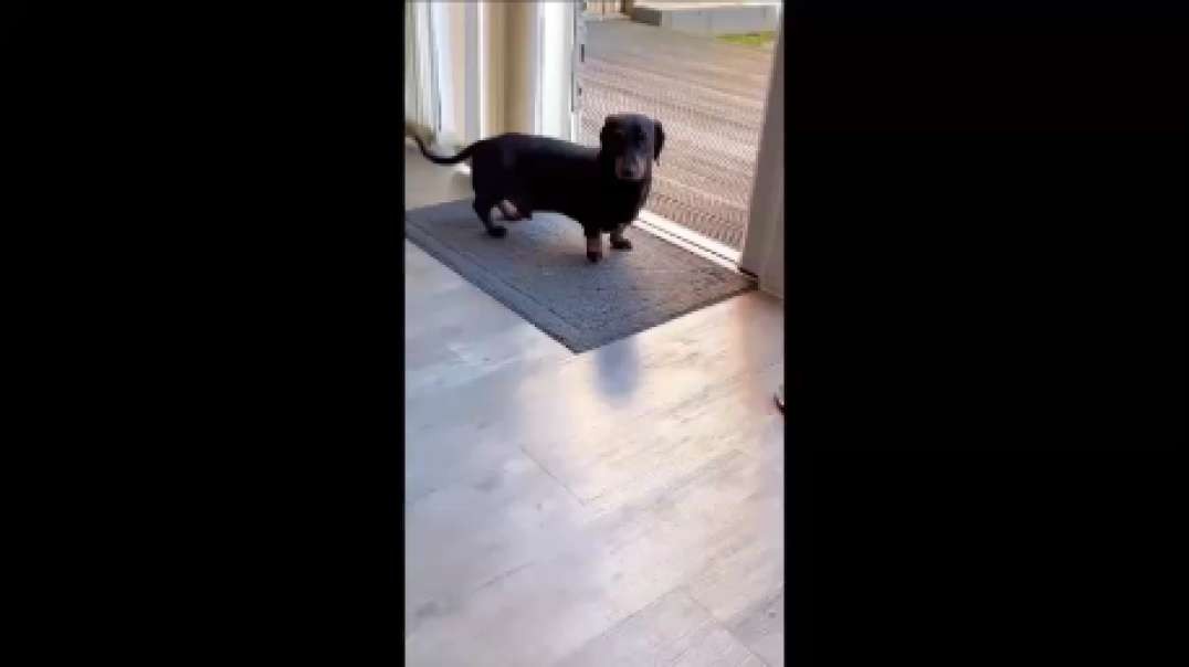 Sausage video TechnoSalsaTune.mp4