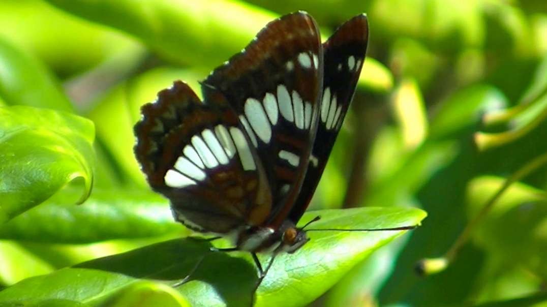 IECV NV #713 - 👀 Beautiful Butterfly 🦋 In The Bush 9-2-2018