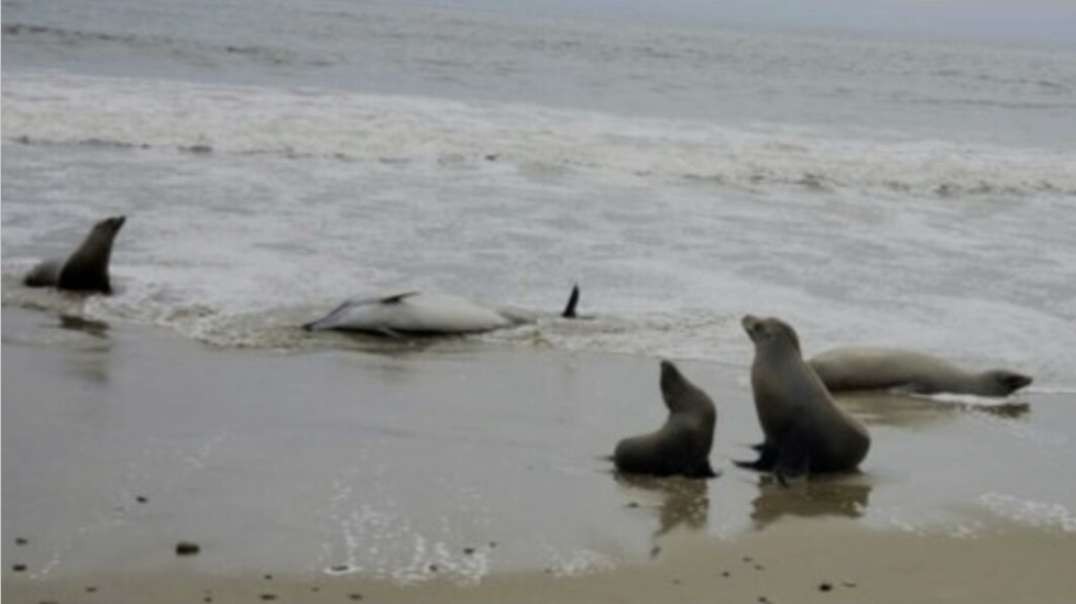 The scene is unsettling! Hundreds of dolphins and sea lions wash up dead or sick in California amid toxic algae outbreak! And it’s not about to end soon!.mp4