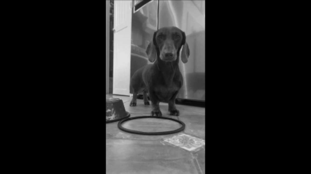 Sausage video TechnoTune