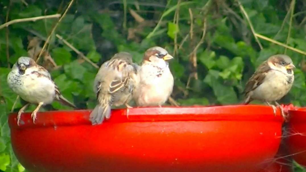 IECV NV #718 - 👀 House Sparrows On The Old Red Bird Feeder🐤 9-25-2018