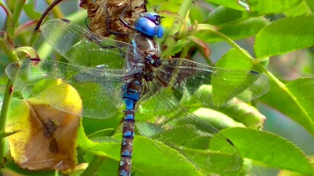IECV NV #716 - 👀 Blue Dragonfly On The Rose Bush 9-11-2018